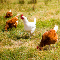 Pasture-raised chicken and eggs is eating clean.