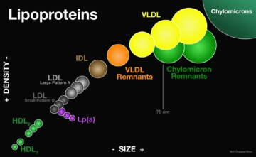 Lipoproteins size and density chart. Lipoproteins CONTAIN cholesterol.
